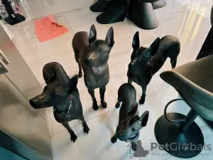 Additional photos: Xoloitzcuintle (Mexican hairless dog) puppies