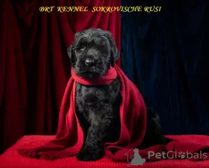 Photo №2 to announcement № 7599 for the sale of black russian terrier - buy in Ukraine from nursery, breeder