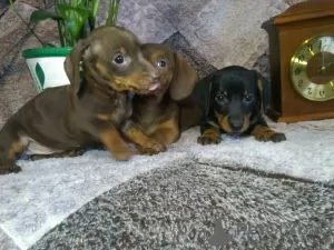 Photo №1. dachshund - for sale in the city of Velikiye Luki | 341$ | Announcement № 8460