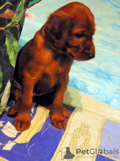 Photo №4. I will sell irish setter in the city of Новомосковск. breeder - price - 521$