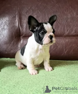 Photo №3. French bulldog puppy. Serbia