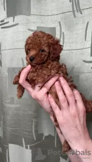 Additional photos: Toy poodle mini Red-Brown puppies for sale