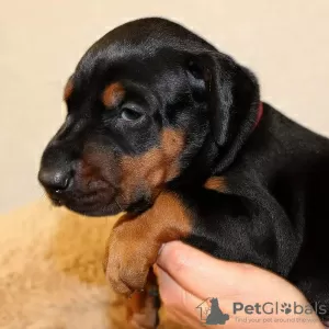 Photo №1. dobermann - for sale in the city of Gothenburg | 465$ | Announcement № 88543