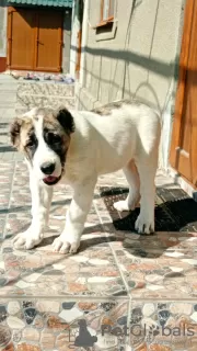 Photo №3. Central Asian Shepherd puppy. Moldova