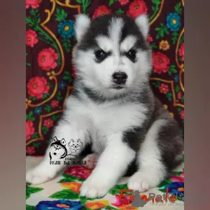 Photo №2 to announcement № 8145 for the sale of siberian husky - buy in Russian Federation from nursery