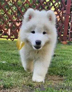 Photo №1. samoyed dog - for sale in the city of Wadowice | negotiated | Announcement № 120038