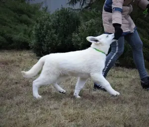 Photo №2 to announcement № 4816 for the sale of berger blanc suisse - buy in Ukraine from nursery, breeder