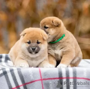 Additional photos: Shiba Inu puppies