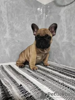 Photo №4. I will sell french bulldog in the city of Sremska Mitrovica. breeder - price - negotiated