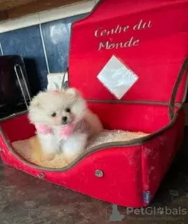 Photo №3. Pure Breed Pomeranian Puppies. United Kingdom