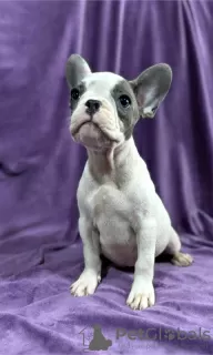 Additional photos: French bulldog puppies