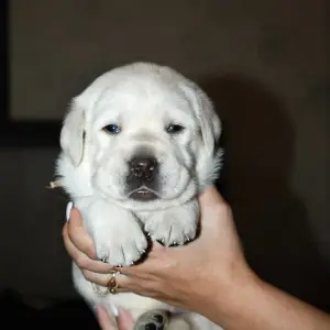 Photo №1. labrador retriever - for sale in the city of Lipetsk | 313$ | Announcement № 3943