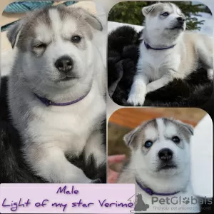 Photo №1. siberian husky - for sale in the city of Murmansk | negotiated | Announcement № 10423