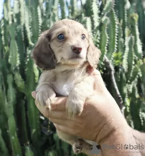 Additional photos: Dachshund puppies