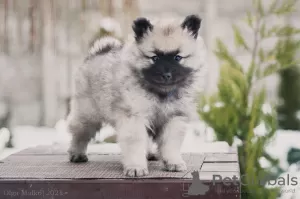 Additional photos: Keeshond puppy from Champion parents