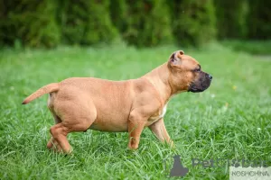 Photo №2 to announcement № 11919 for the sale of american bully - buy in Russian Federation from nursery