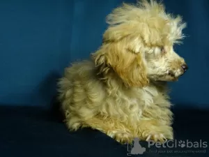 Additional photos: Awesome toy poodle girl, teacup in teddy style.