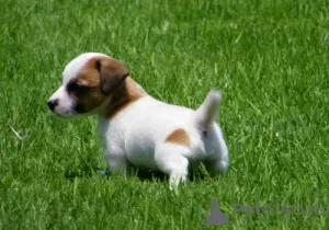 Photo №4. I will sell jack russell terrier in the city of Degerby. private announcement - price - 423$