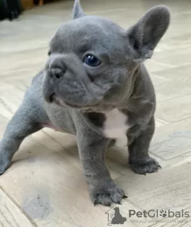 Additional photos: French Bulldog puppies