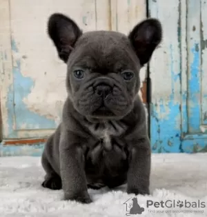 Photo №1. french bulldog - for sale in the city of Enontekiö | Is free | Announcement № 128346