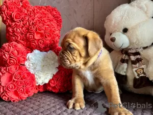 Additional photos: Dogue de Bordeaux puppies