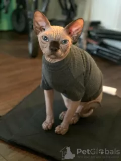 Photo №2 to announcement № 82417 for the sale of sphynx cat - buy in United States private announcement