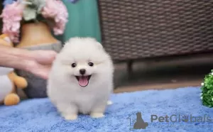 Photo №1. pomeranian - for sale in the city of Miami | 400$ | Announcement № 84936