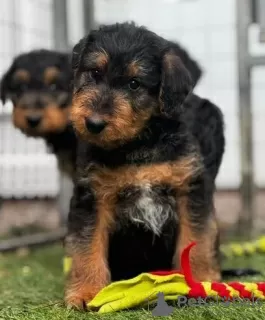 Additional photos: Male & Female Airedale Pups.