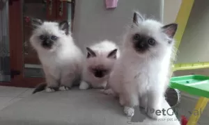 Photo №2 to announcement № 32283 for the sale of ragdoll - buy in Lithuania breeder