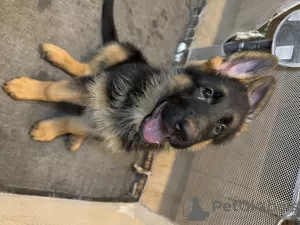 Photo №1. german shepherd - for sale in the city of Dubai | 1000$ | Announcement № 127357