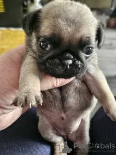 Photo №3. Silver-fawn pug puppies. Russian Federation