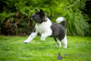 Additional photos: American Akita puppies