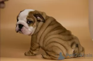 Photo №4. I will sell english bulldog in the city of Zaporizhia. private announcement - price - 10000$