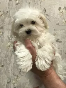 Additional photos: Maltese puppies girl and boy