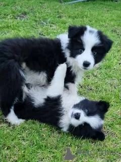 Photo №1. border collie - for sale in the city of Rottnest Island | 250$ | Announcement № 129480