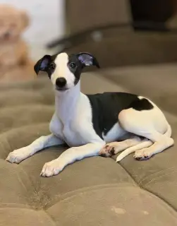 Photo №3. Whippet puppies. Russian Federation