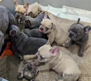 Photo №1. french bulldog - for sale in the city of London | 450$ | Announcement № 78560