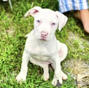 Photo №2 to announcement № 103785 for the sale of american bulldog - buy in United States private announcement