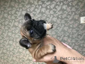 Photo №4. I will sell french bulldog in the city of Луцк. breeder - price - negotiated