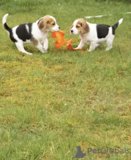 Photo №2 to announcement № 18599 for the sale of cavalier king charles spaniel - buy in Netherlands 