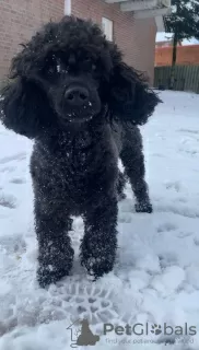 Additional photos: miniature poodle cute puppies