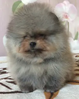 Additional photos: Boy pom