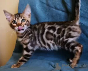 Additional photos: Bengal kittens