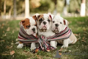 Photo №1. english bulldog - for sale in the city of Москва | 675$ | Announcement № 12251