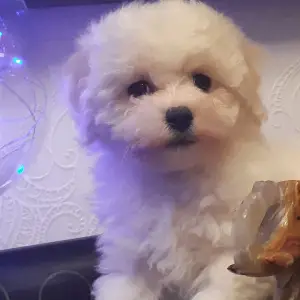 Additional photos: Adorable Bichon Frize puppies