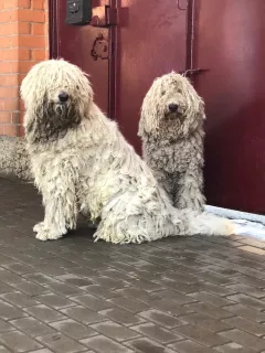 Photo №2 to announcement № 6935 for the sale of komondor - buy in Russian Federation private announcement