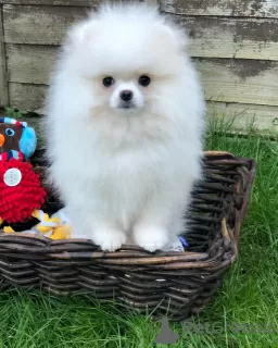 Photo №4. I will sell pomeranian in the city of Berlin. private announcement - price - 380$