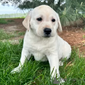 Photo №3. FEMALE LABRADOR RETRIEVER FOR SALE. Brazil