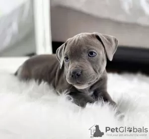 Photo №1. american pit bull terrier - for sale in the city of Tartu | negotiated | Announcement № 127338