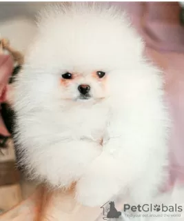 Photo №1. pomeranian - for sale in the city of Grenoble | negotiated | Announcement № 27788